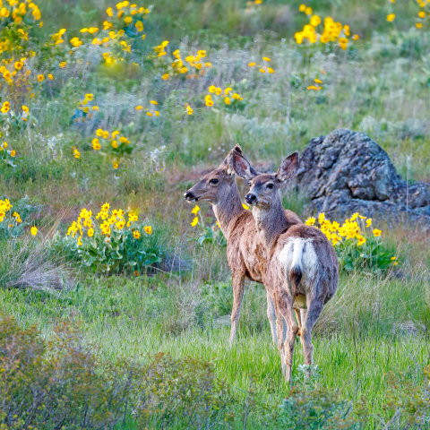  Mule Deer among Balsam Leave Arrowroot