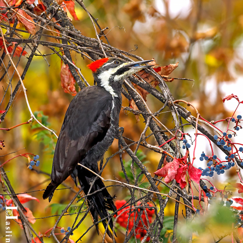 Berry Picking Pileated Woodpecker