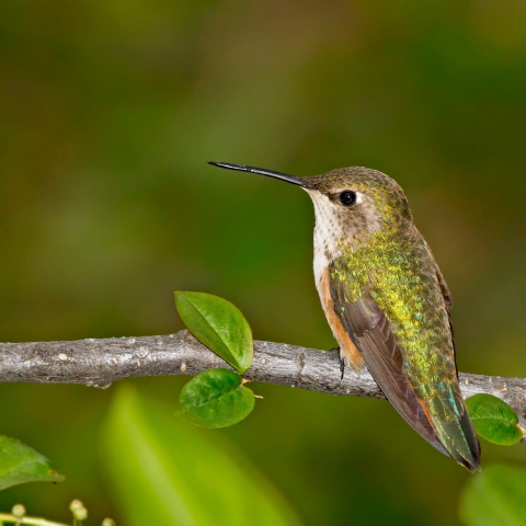 Female Rufous hummingbird (Selasphorus rufus)