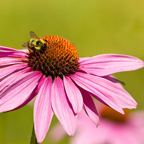 bumble-bee-echinacea