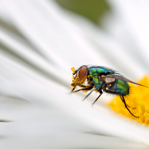 common bottle fly playing pollinator on a wild daisy