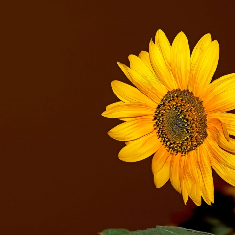 Sunflower Framed by Smokey Sky